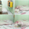 [RM036] A girl struggles after being mummified