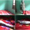 [RM063] A girl is wrapped in a red blanket and reinforced with duct tape