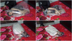[RM131] Beautiful girl does not move and does not breathe in vacuum plastic